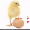 marak_69