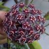 hoyakriflowers