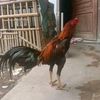 sengkunikawak