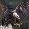 zeusbkl0