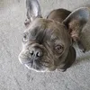 smellyshele