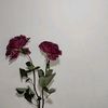 noon.queen01