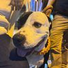 𝖄𝖆𝖐𝖔 𝖏𝖔𝖘𝖊🐕