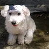 pyetrogomesxavier