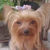 luninha_yorkshire2