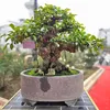 duy.bonsai