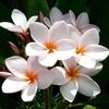 flordesacuanjoches