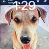 sheelah.puppy.love