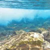 水中散歩