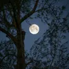 moon629823