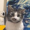 odieandgarfield20