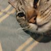 david_239a