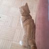 gute.katze