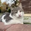 meow_around