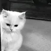 ayaailail_313