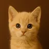 petpeludoo