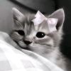 esaa.butterfly_