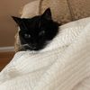 catsbymatt