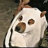perro_wato._