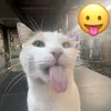 ariciittaa