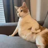 minitinyannie__