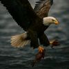 jalaleagle_letacticien9