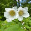 natures1323