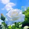 abuwissam362