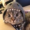 cat.craft40