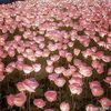 fiona_0852