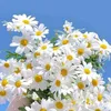 amira_2449