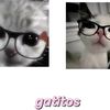 ilovegatitos24