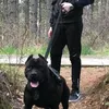 emir.safi