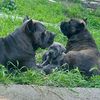 cane.corso370