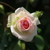 taehyoungkim40