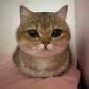 bumbloclat