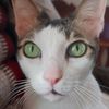 .kati.cat