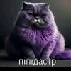 pipidaster389