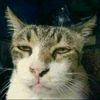 .labobo_