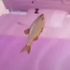 carameloelegante