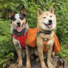 cedarandsnouts