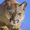 stone_puma