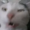 beksa._