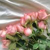 hamm_229