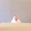 ga_cay_ep_ci