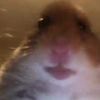 a.hamster8