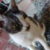 wawa_cat19