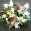 camelia5282