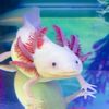 Axolotls Tulsa