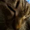 slepstikmen